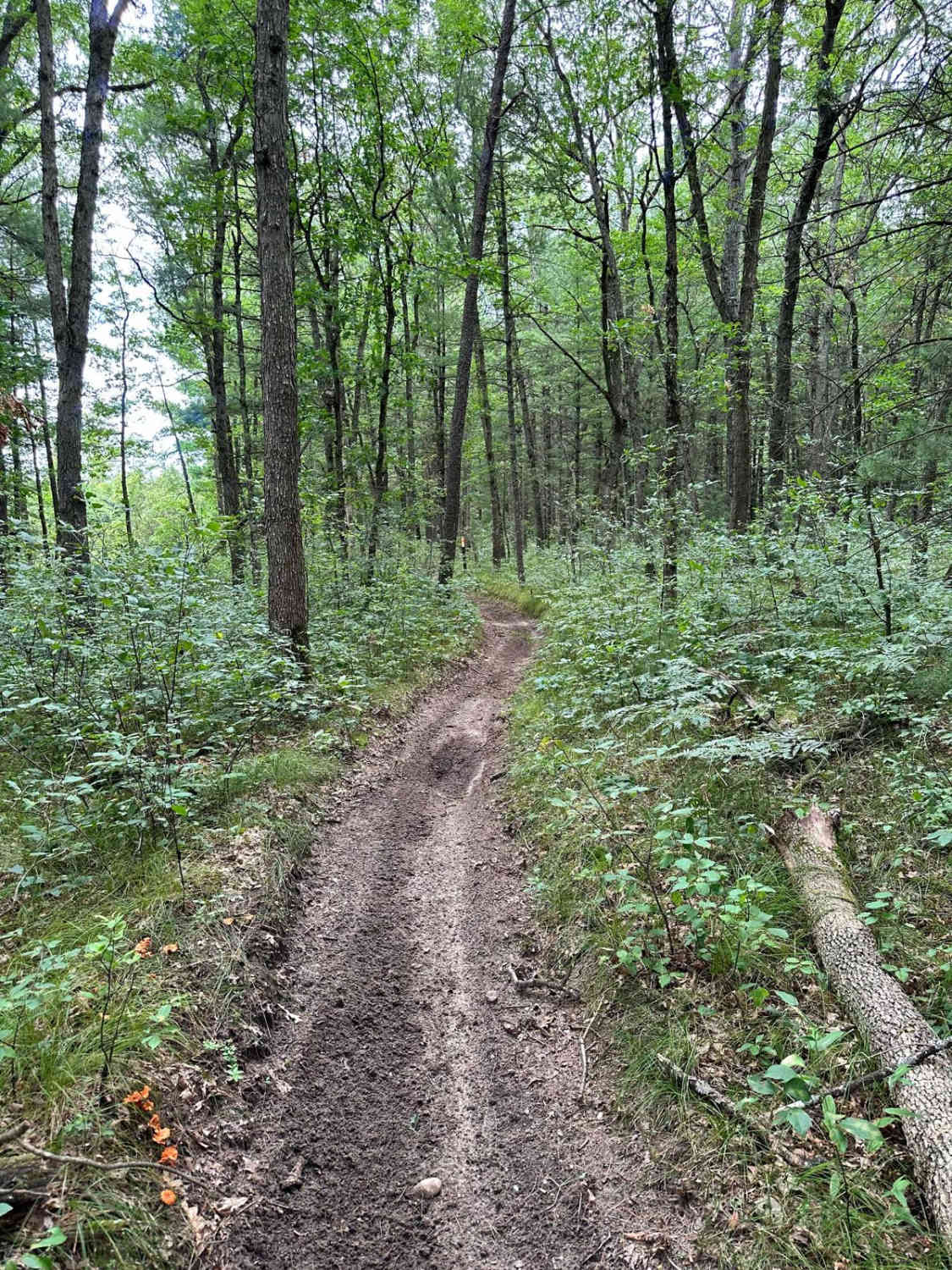 S/E Little Manistee Motorcycle Trail