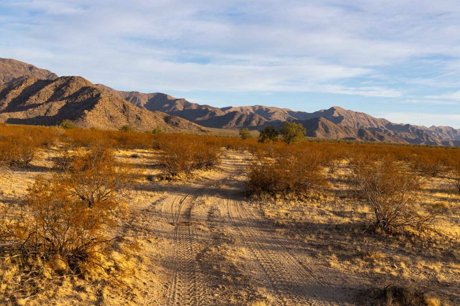 Cholla Camp