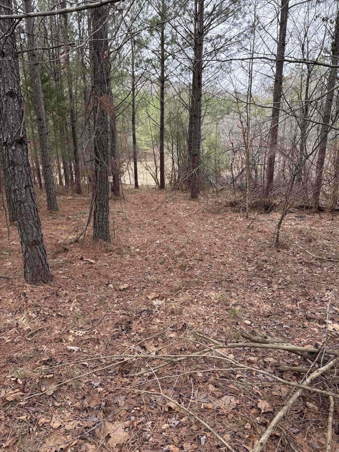 #7c Diamondback - Easy Out