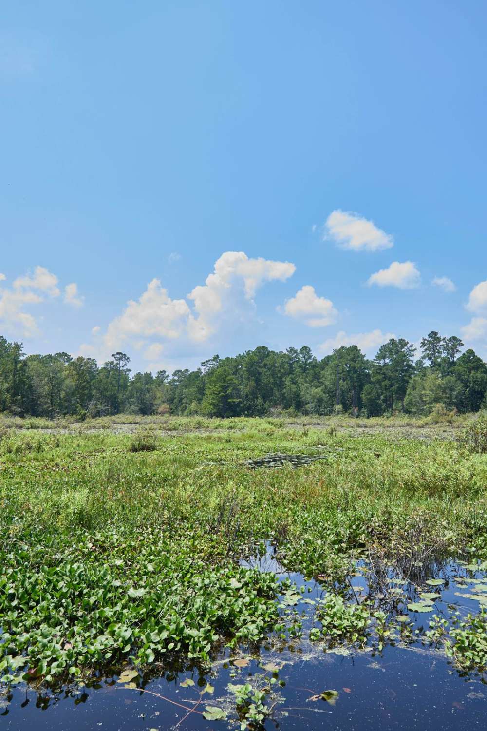 Fish Pond - Rookery Overlook