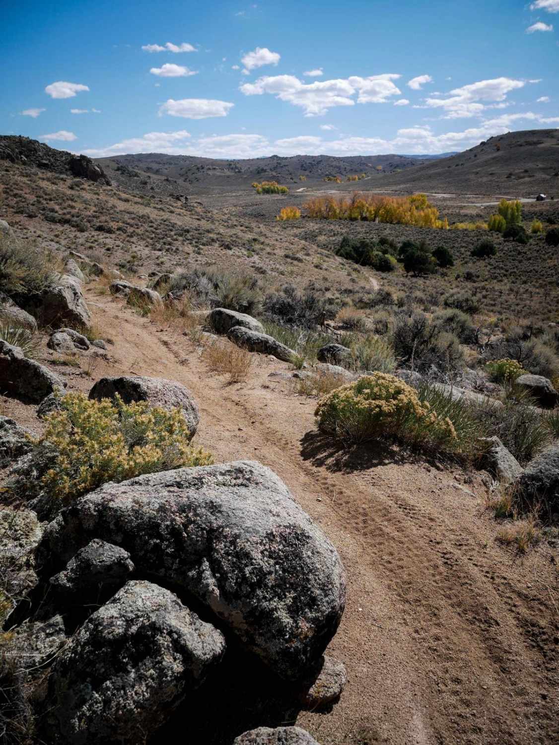 Coyote Den 