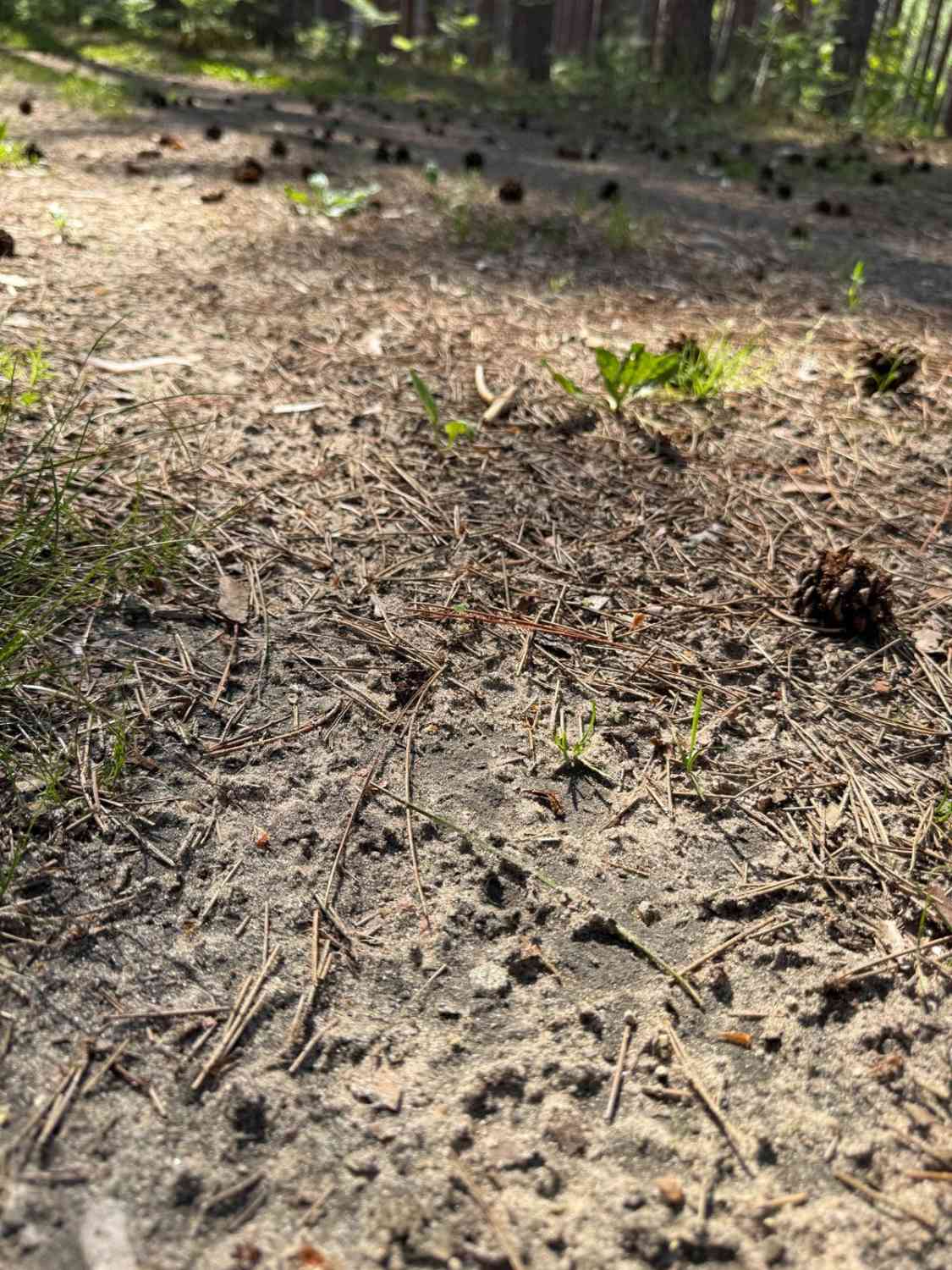 Towering Pines Trail