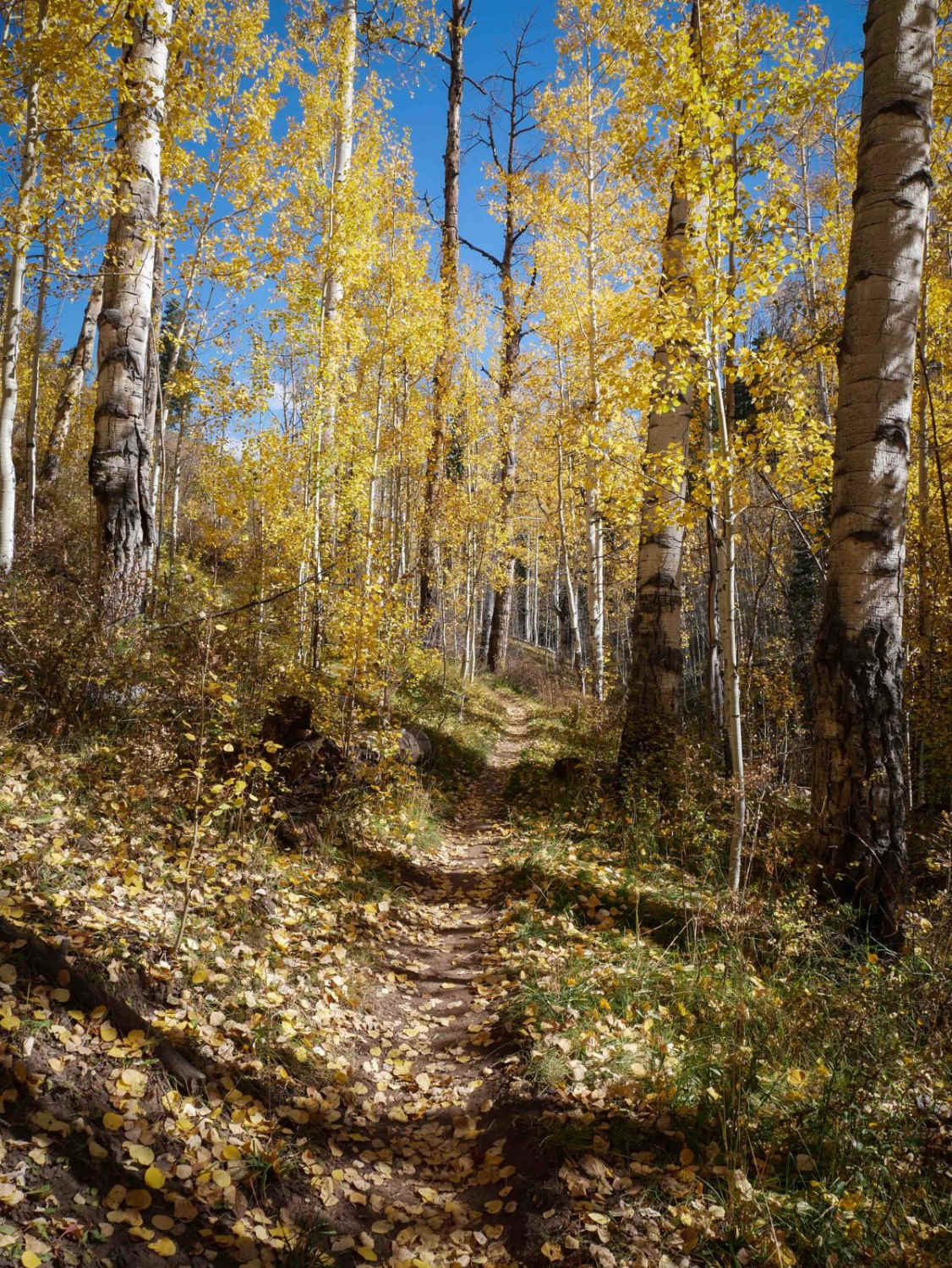 Jones Creek 