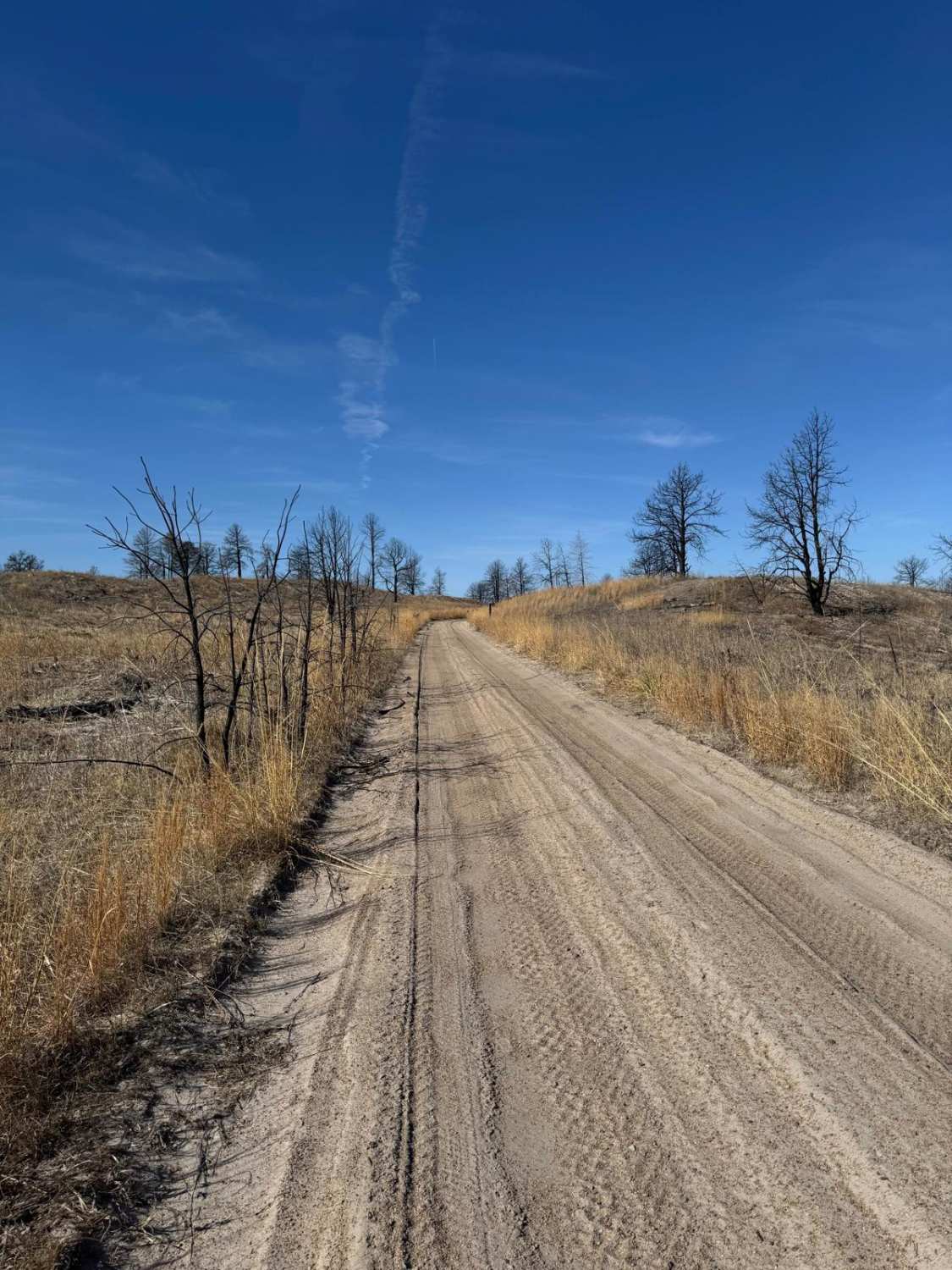 Forest Road 203A - Circle Trail