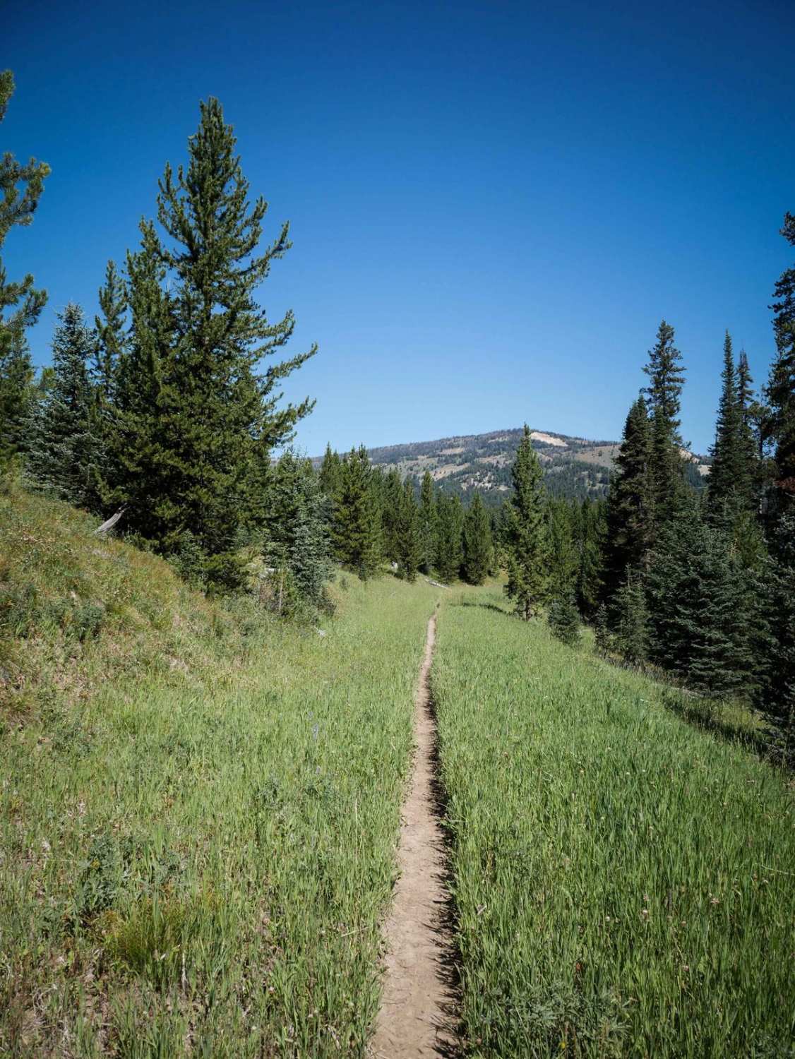 Cinnamon Meadow 