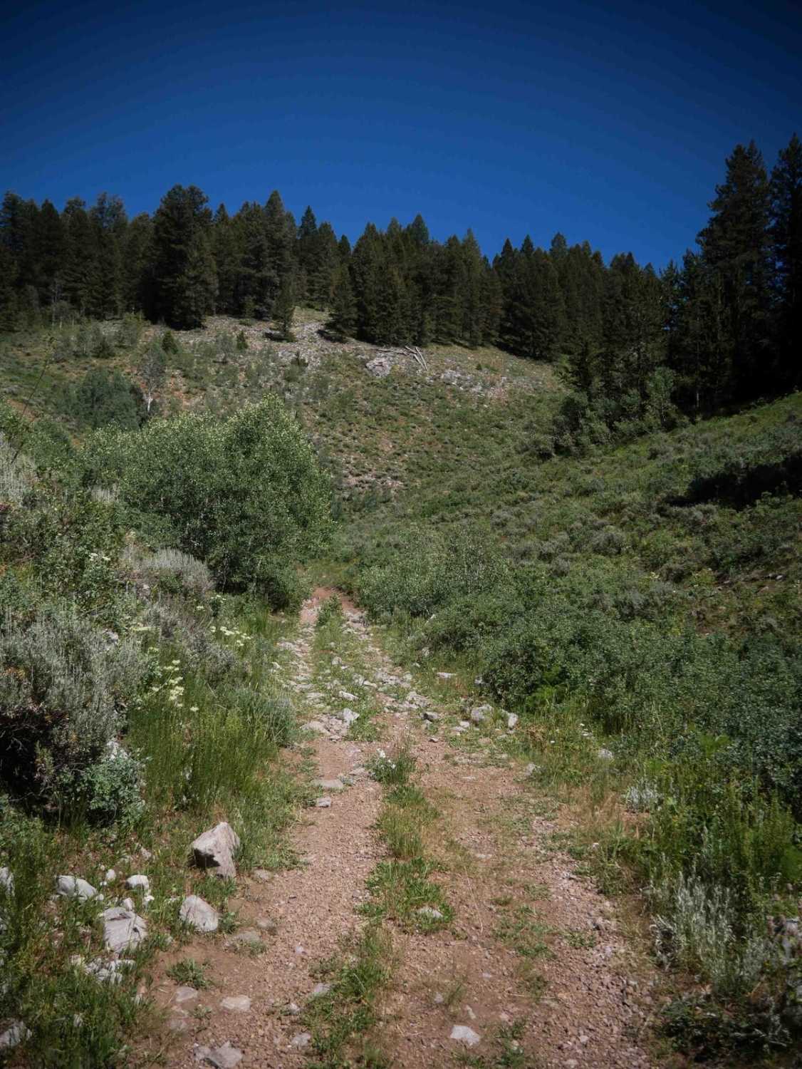 Meadow - Sadie Springs #5225