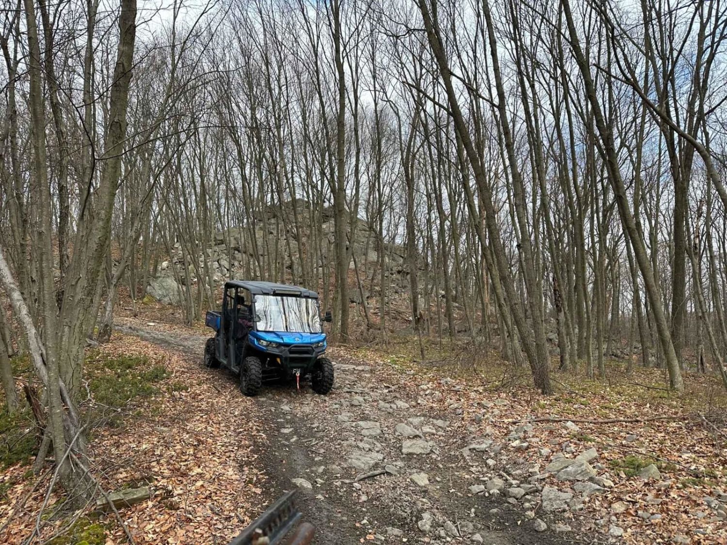 Locust Gap 79