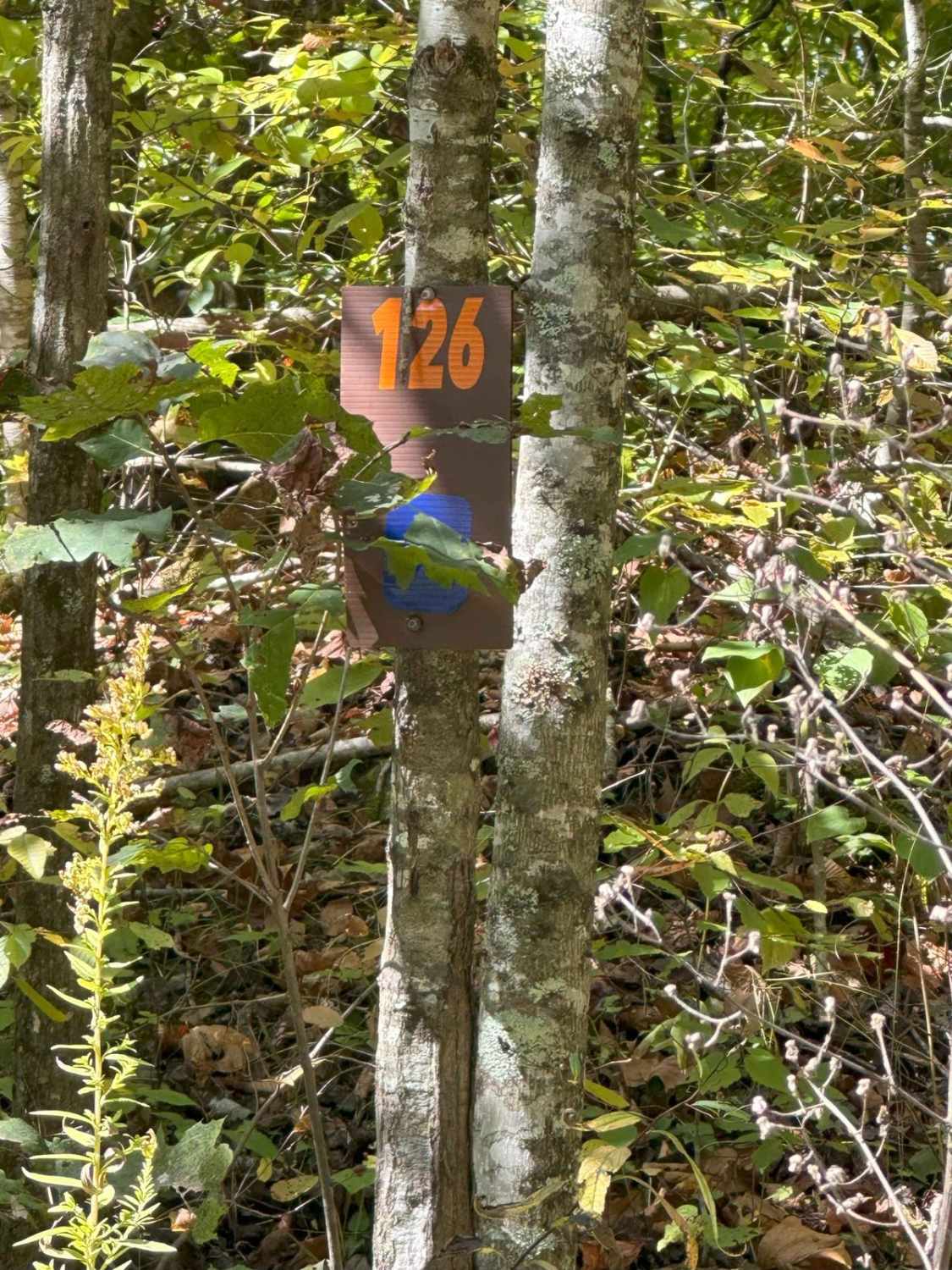 126