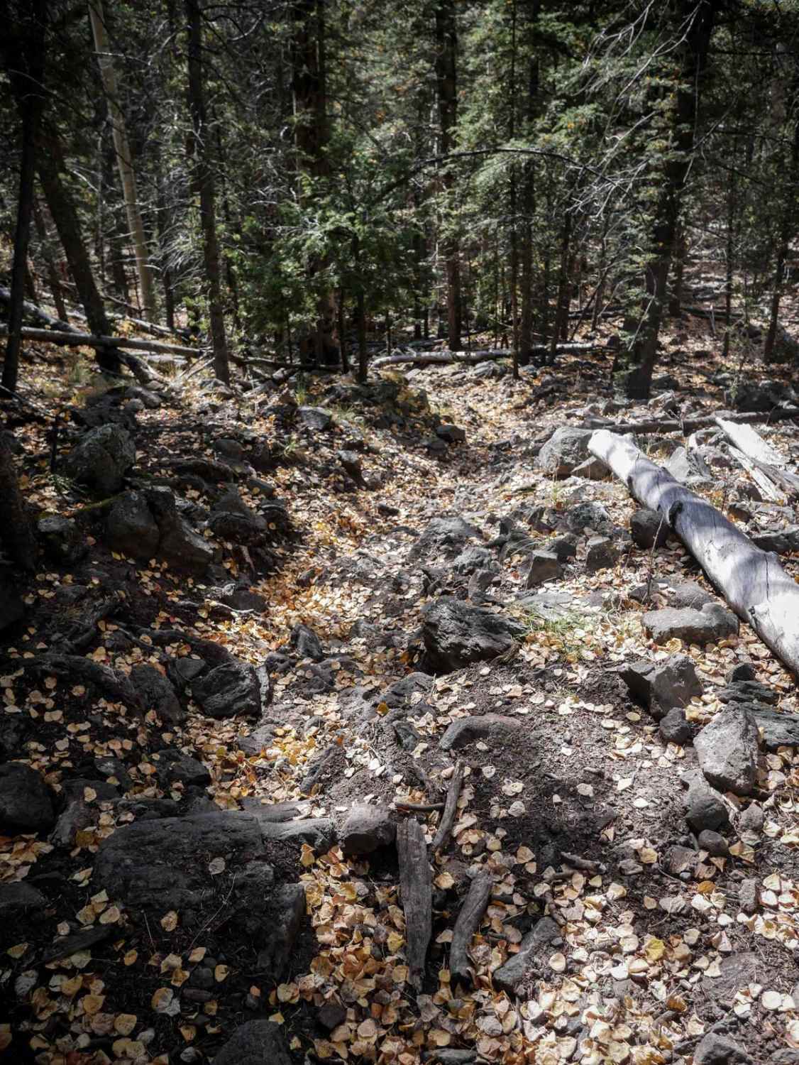 La Garita Creek Cutoff Single Track