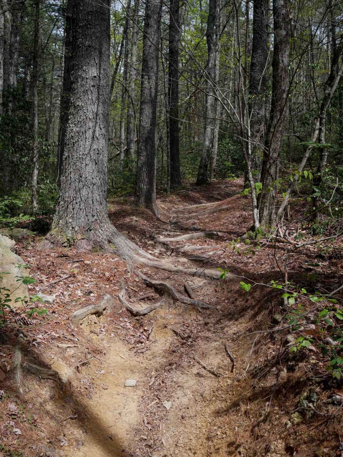Trail 5 Ned's Knob 