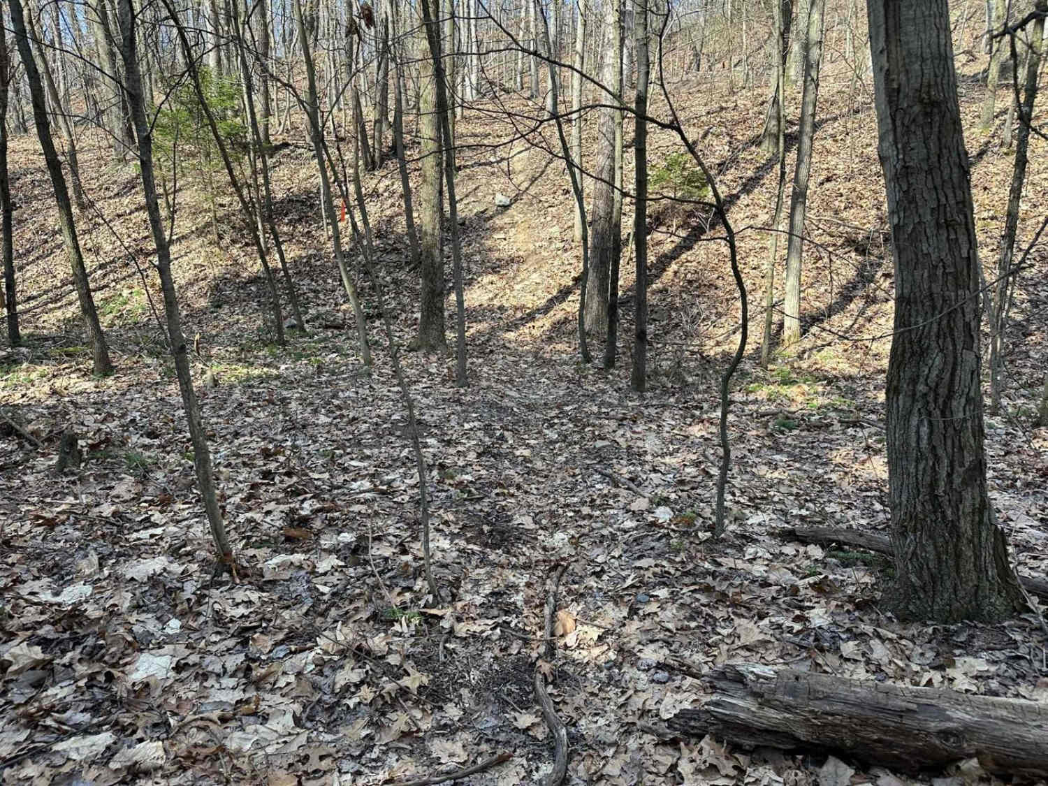 Ashland Single Track 1