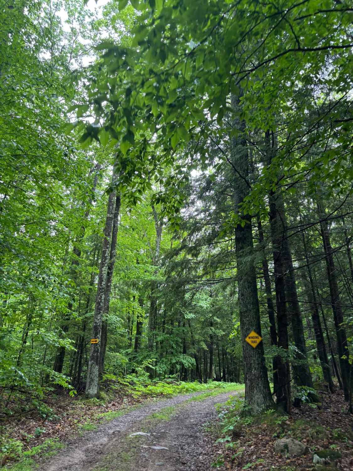Forest Road 2330M