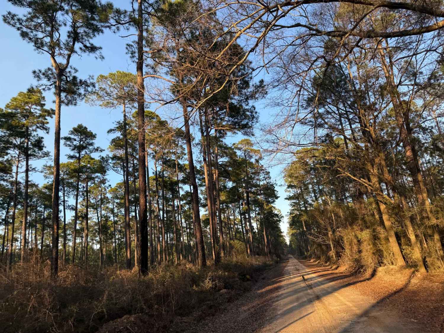 Hogfoot Road - FS 332