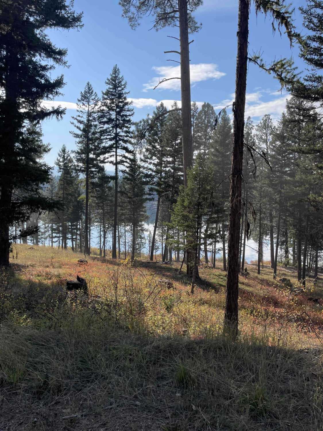 Placid Creek Road