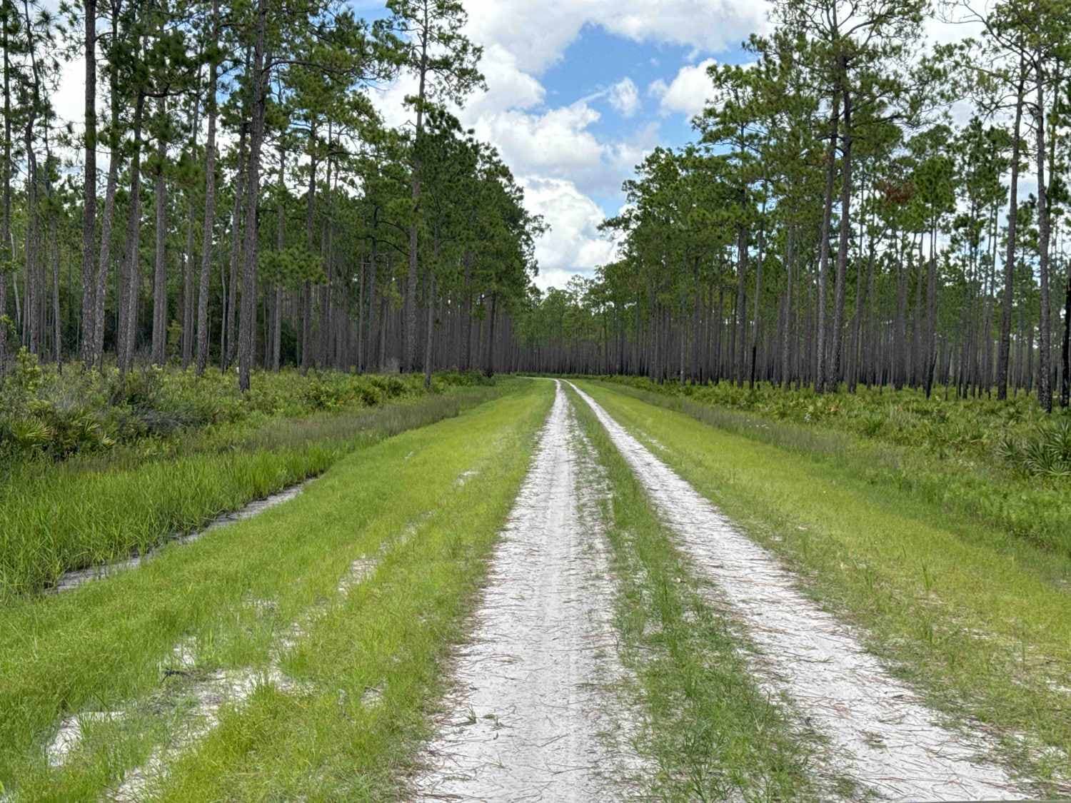 Blue Horse Trail - Osceola NF 232