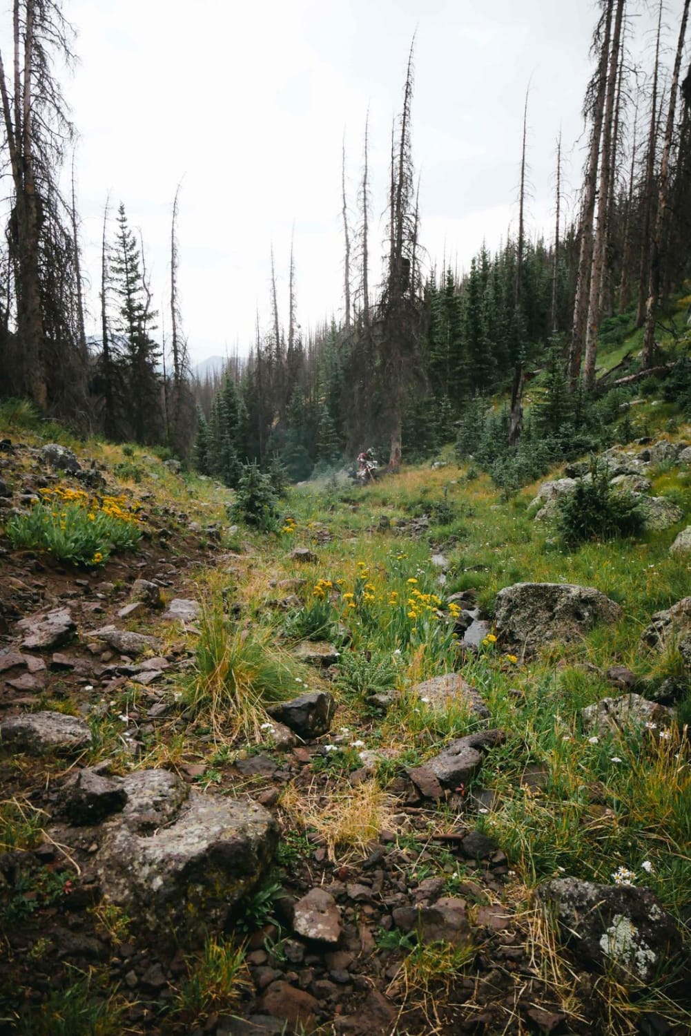 Willow Mountain Trail 