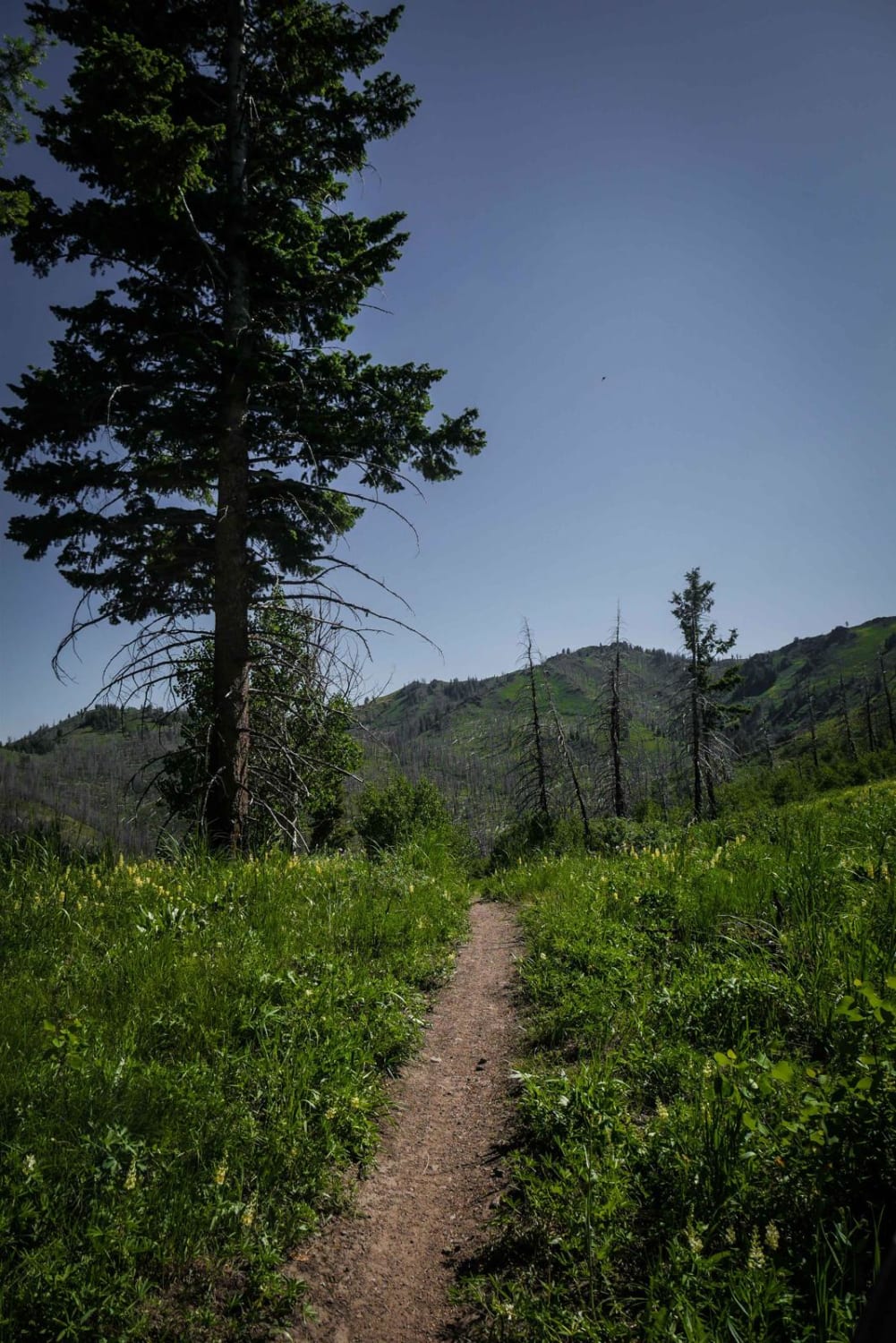 Mahoney - Lodgepole Connector 