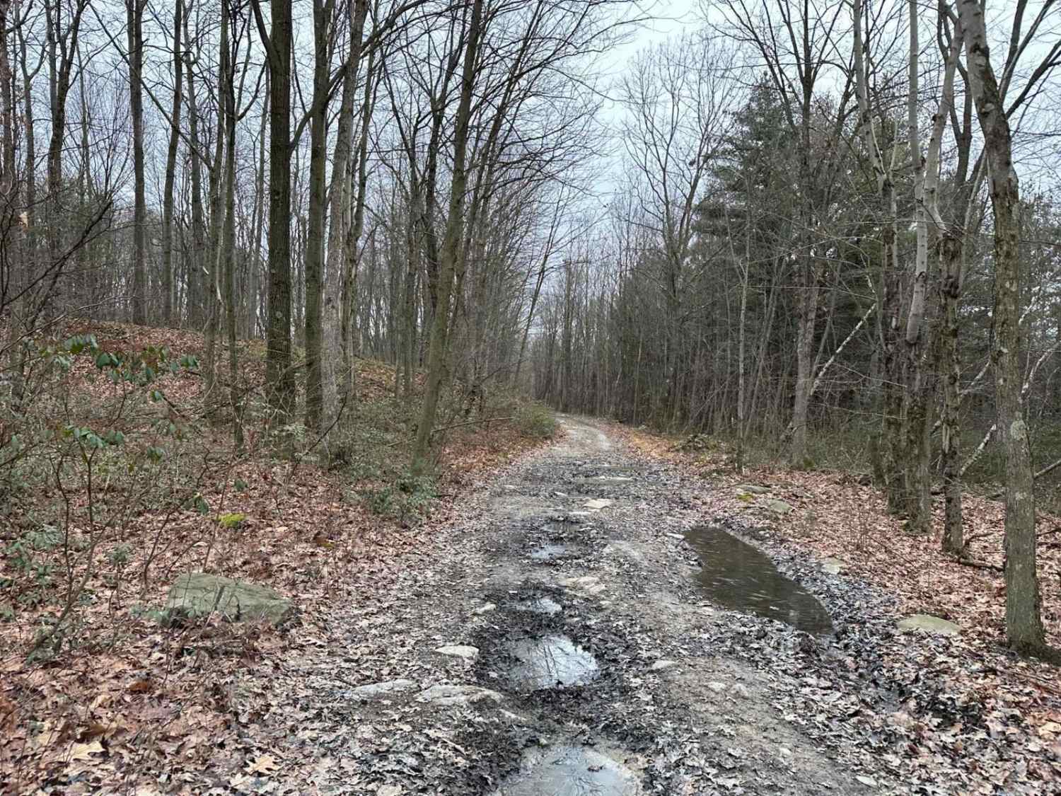 Locust Gap 26