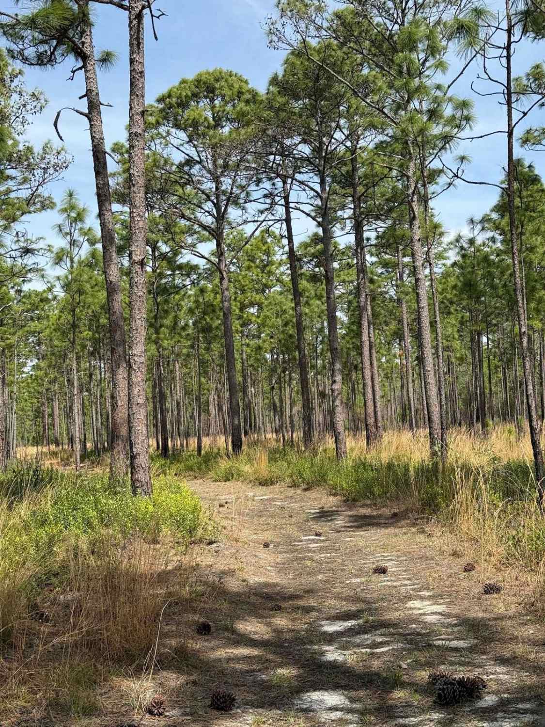 Pettiford Creek Trail 10