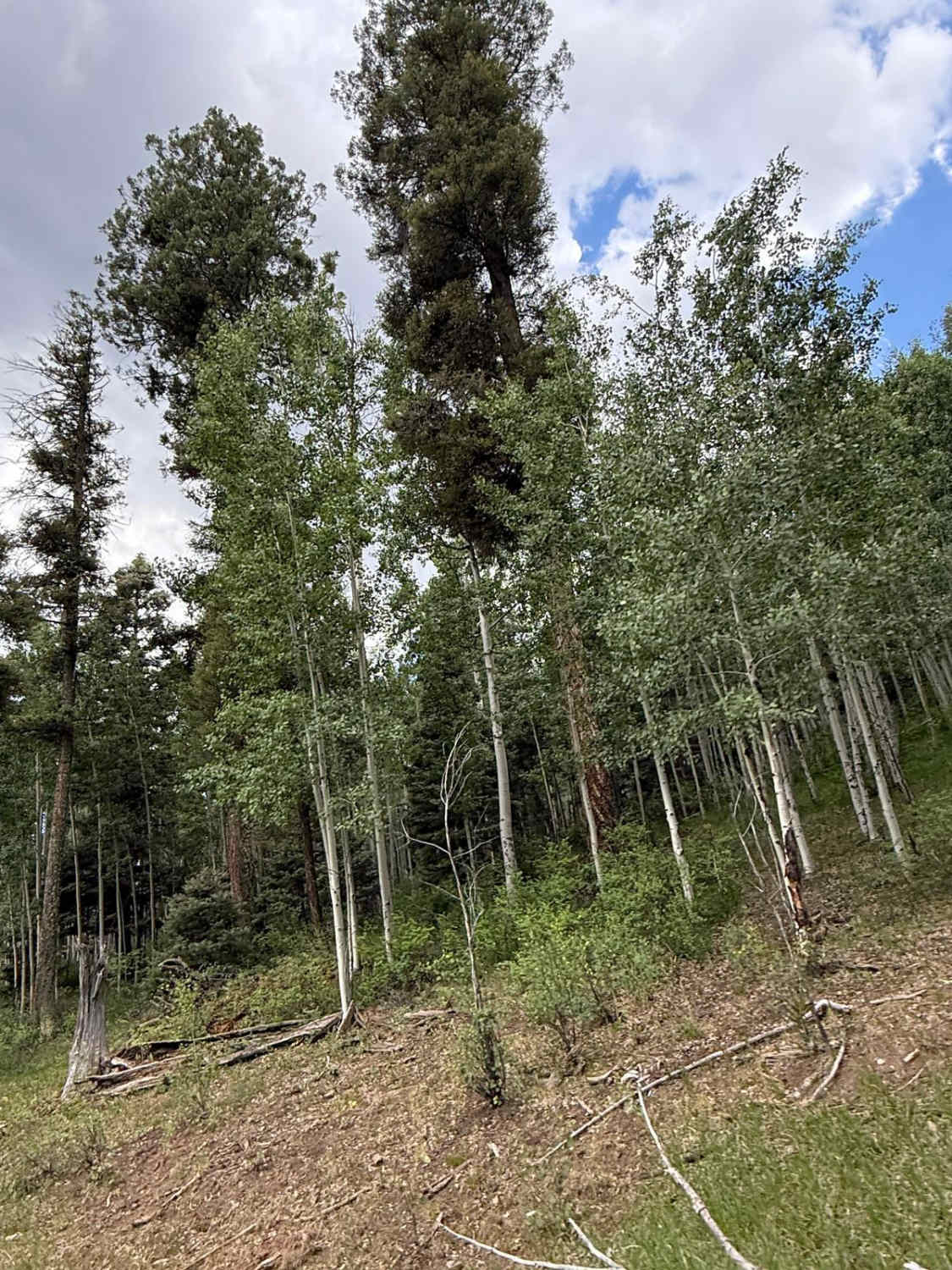 Fern Foliage - FR 128