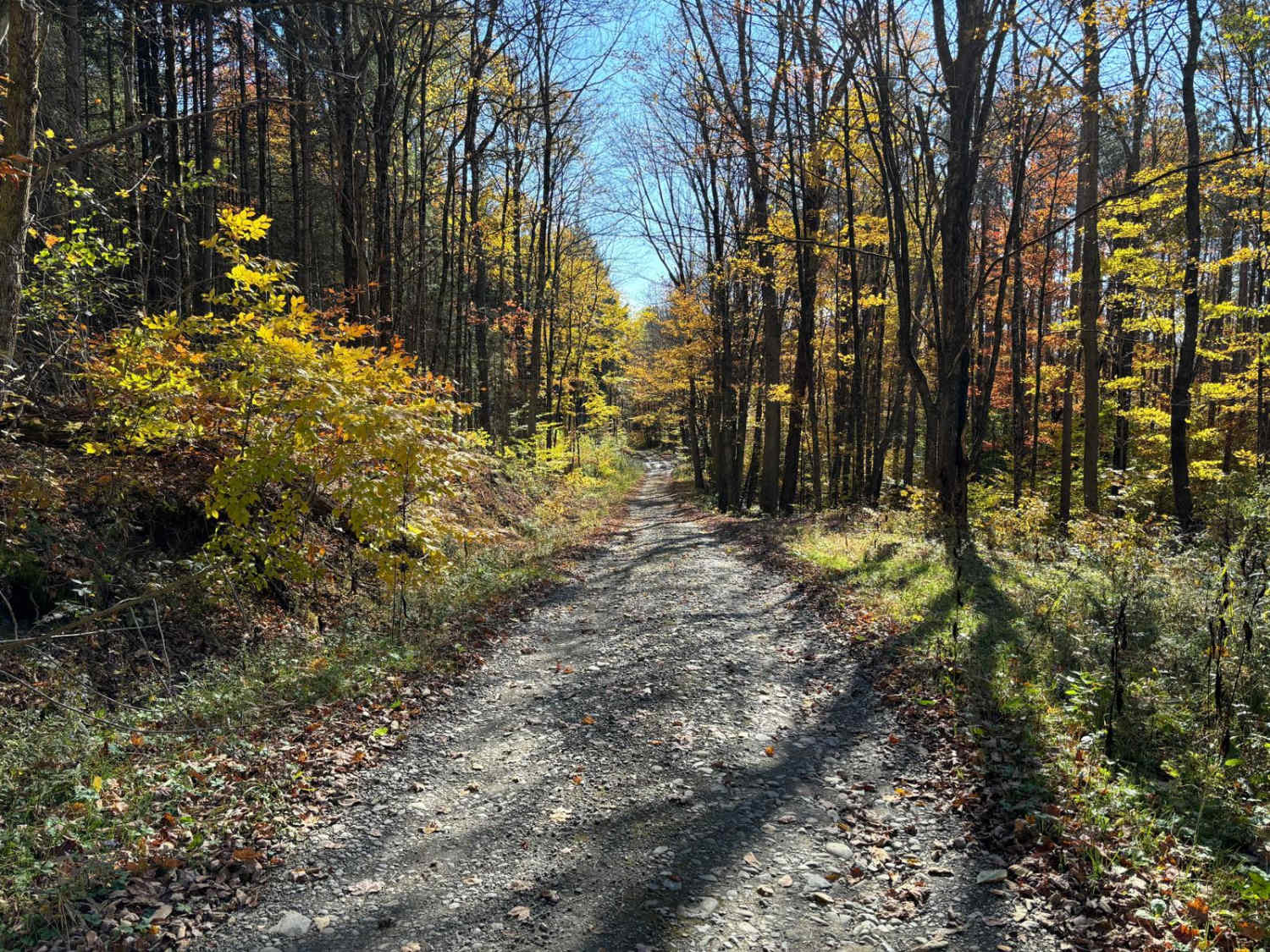 Linklaen State Forest