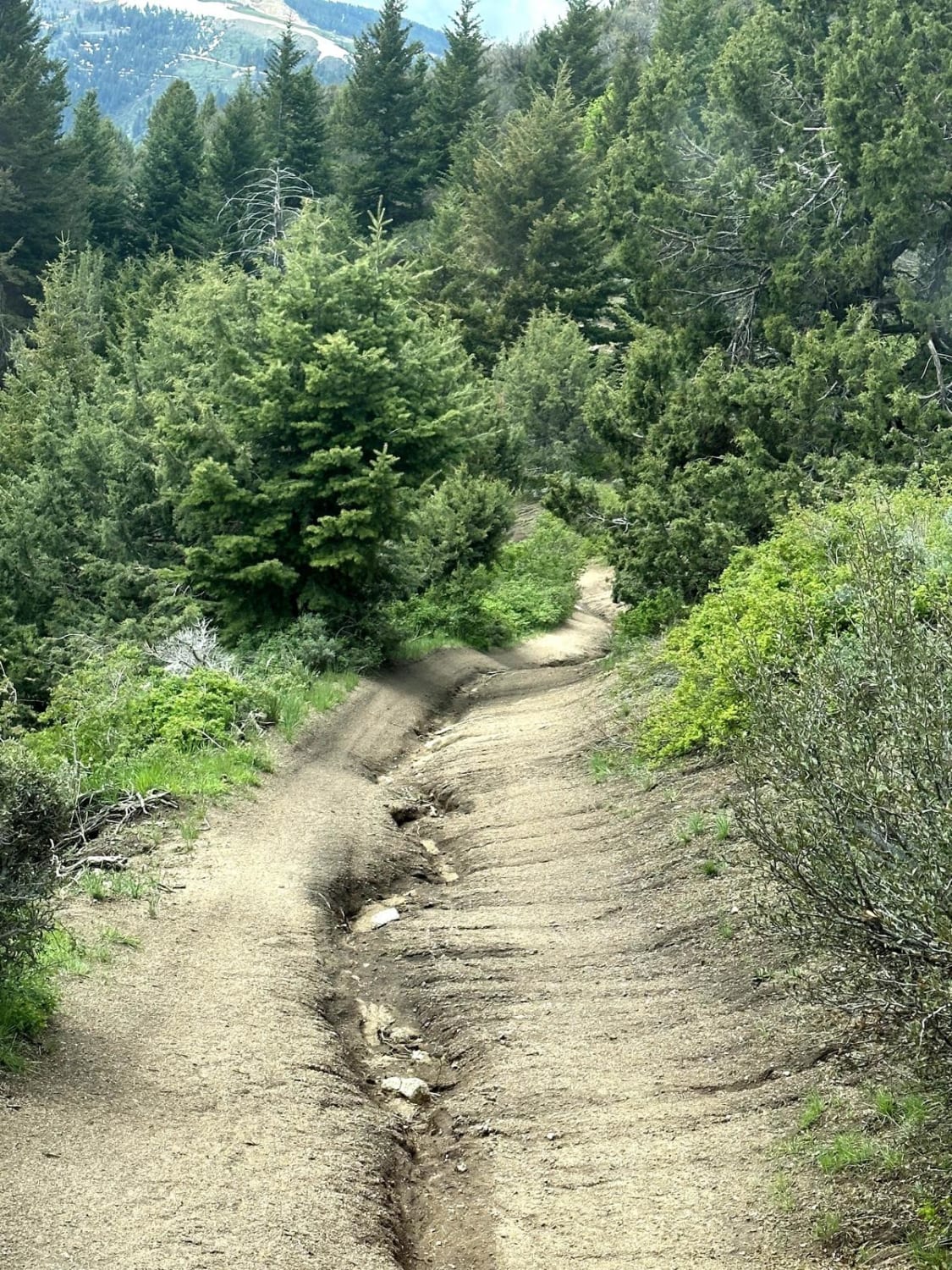 Presby Creek Trail