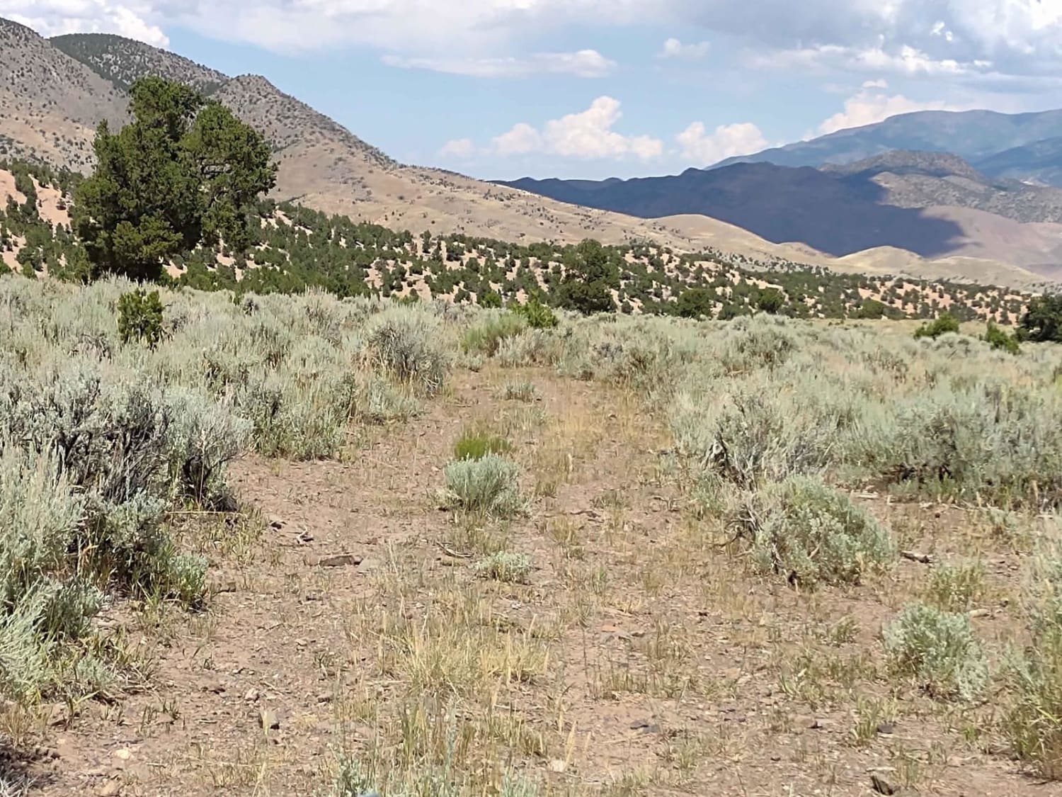 Revenue Gulch (FS 40577, BLM 210)