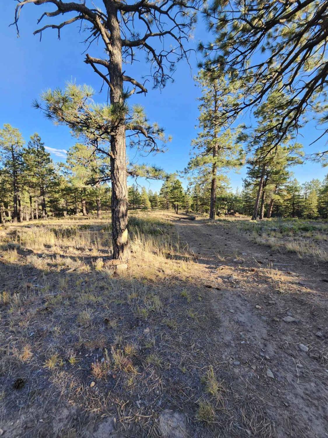 Lower Stock Pond Trail