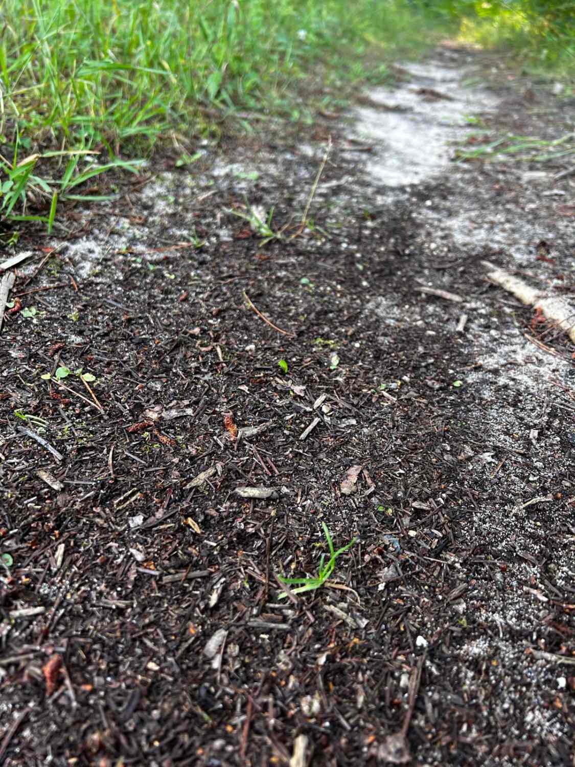 Where the Green Fern Grows Trail