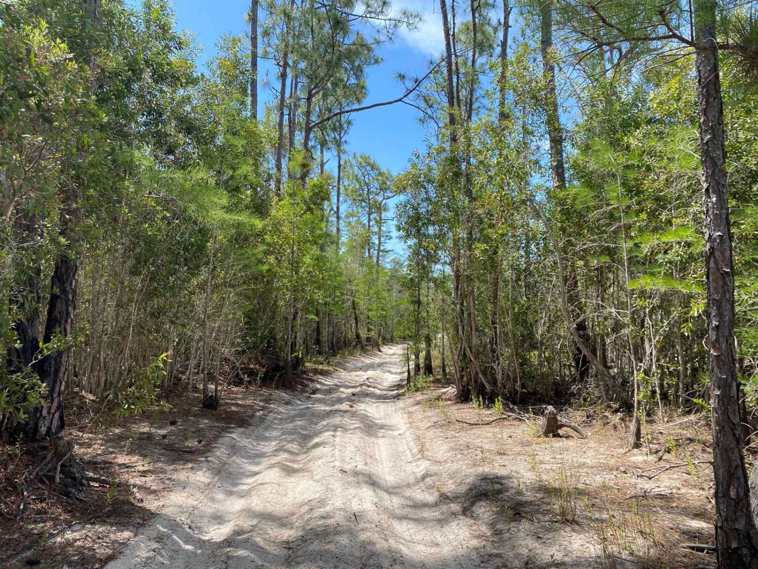 Oberlin Trail