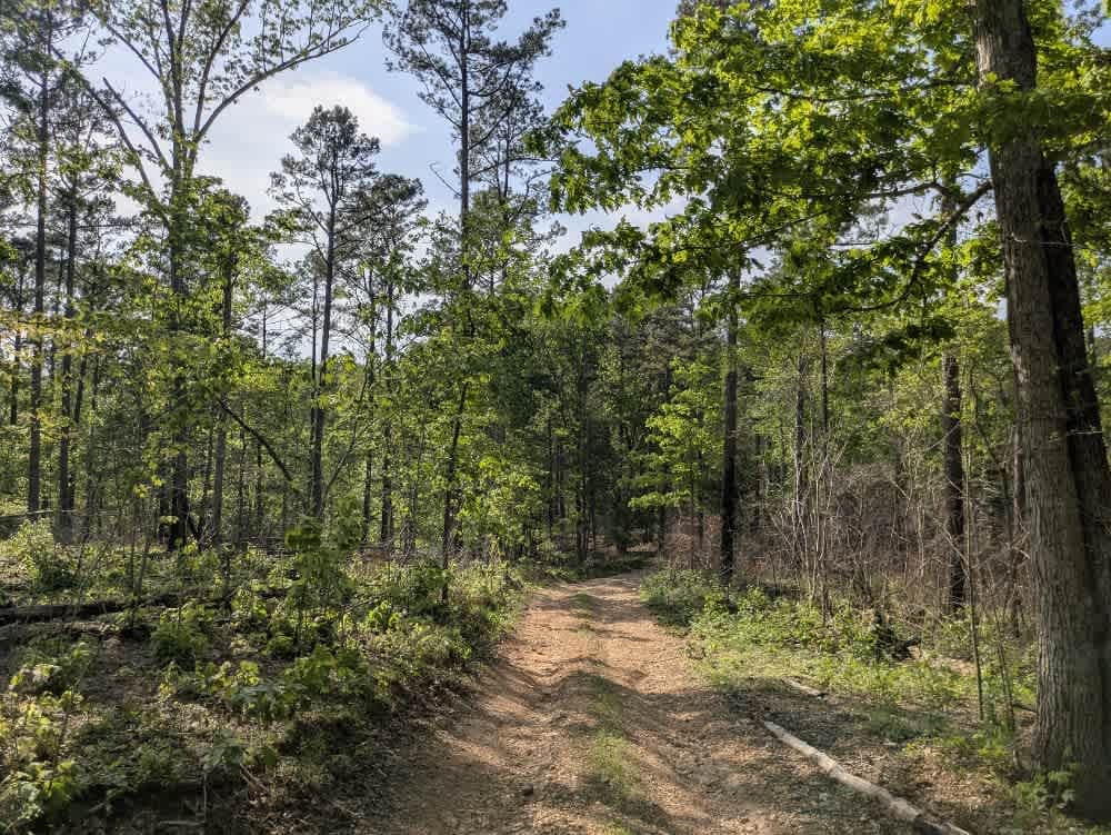 Bee Branch Road