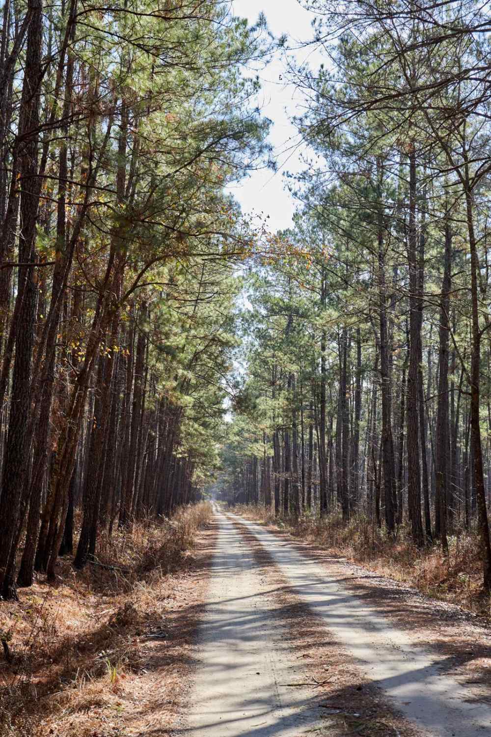 FSR198 - Callum Road