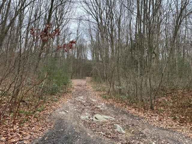Locust Gap Swamp Dog Trail 