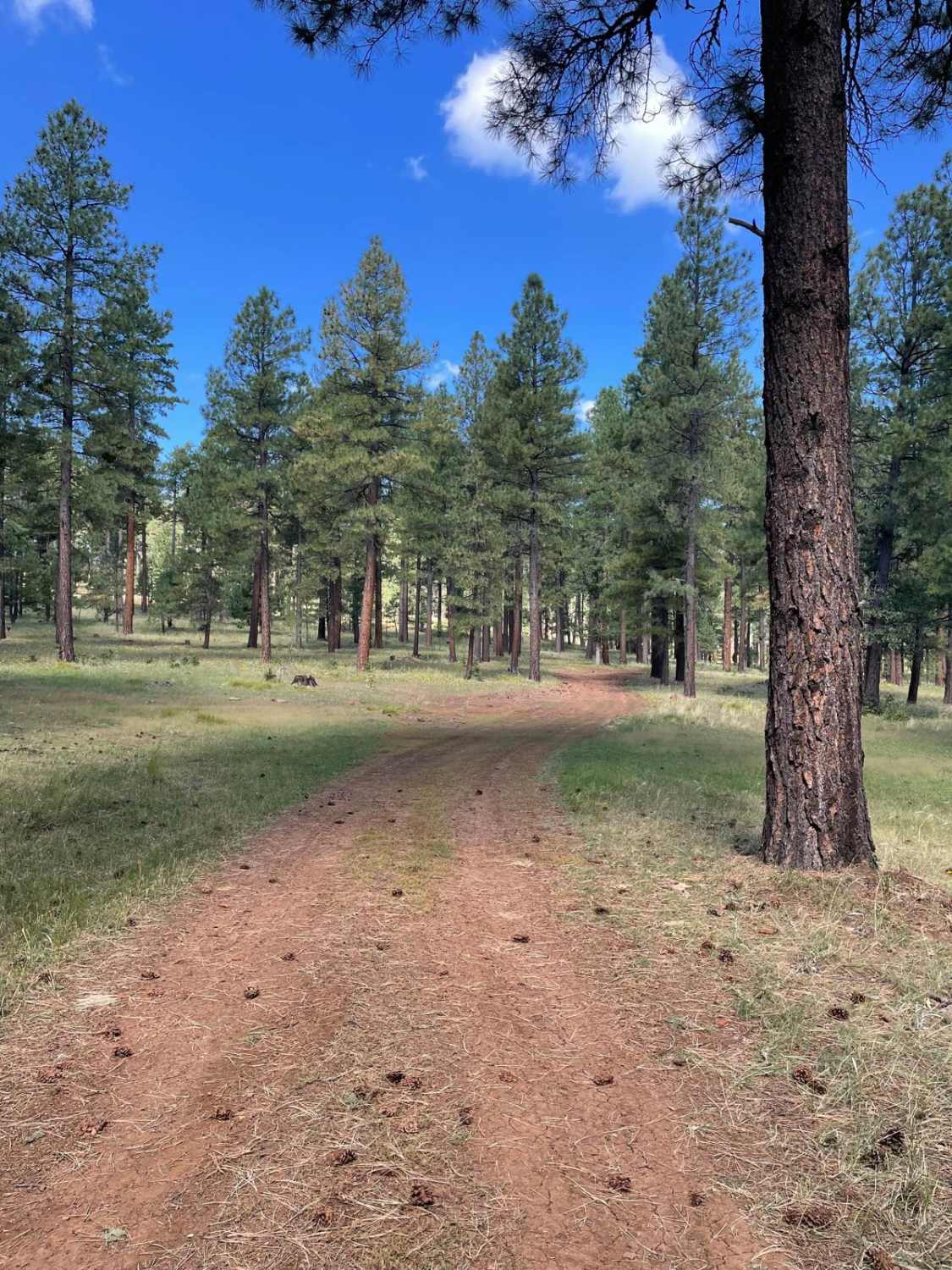 Potato Patch Tank Trail