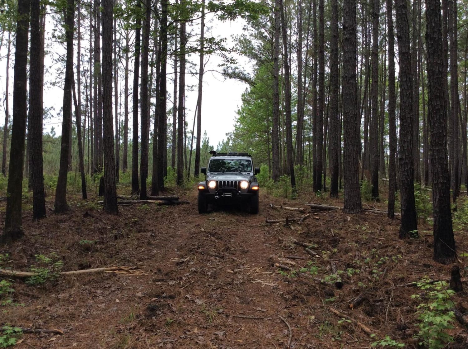 Kistatchie National Forest - Barron and Williams Road 