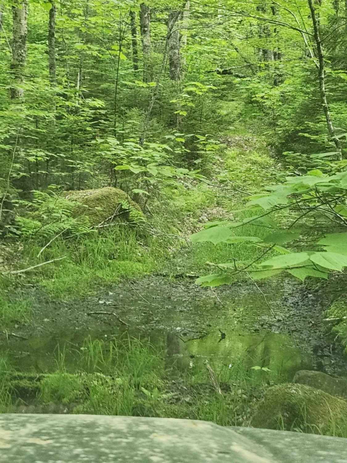 Black River to Menthols Dam