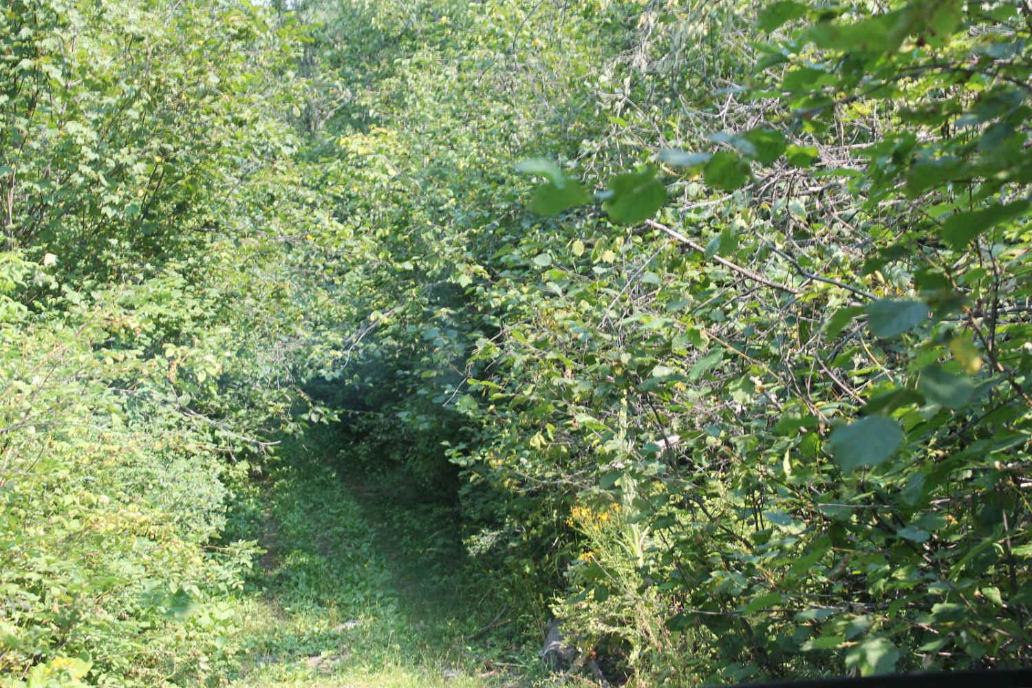 Al Donaldson Trail