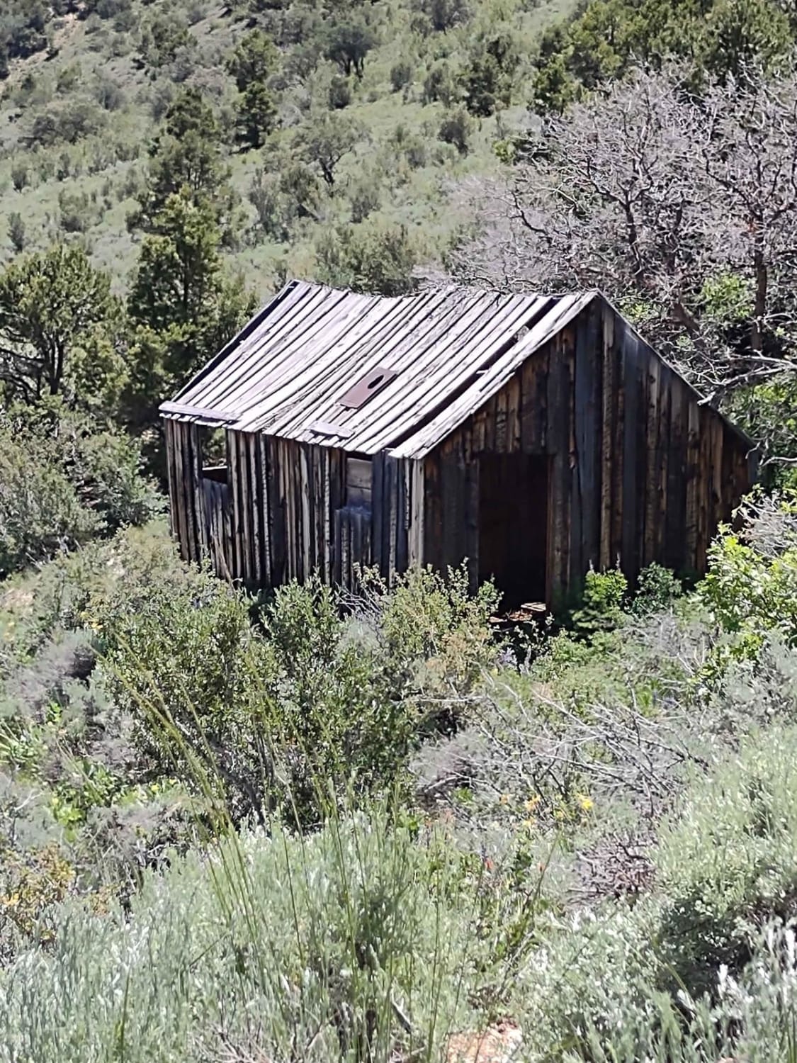 Miner's Cabin (Gold Gulch Canyon FS# 41078)