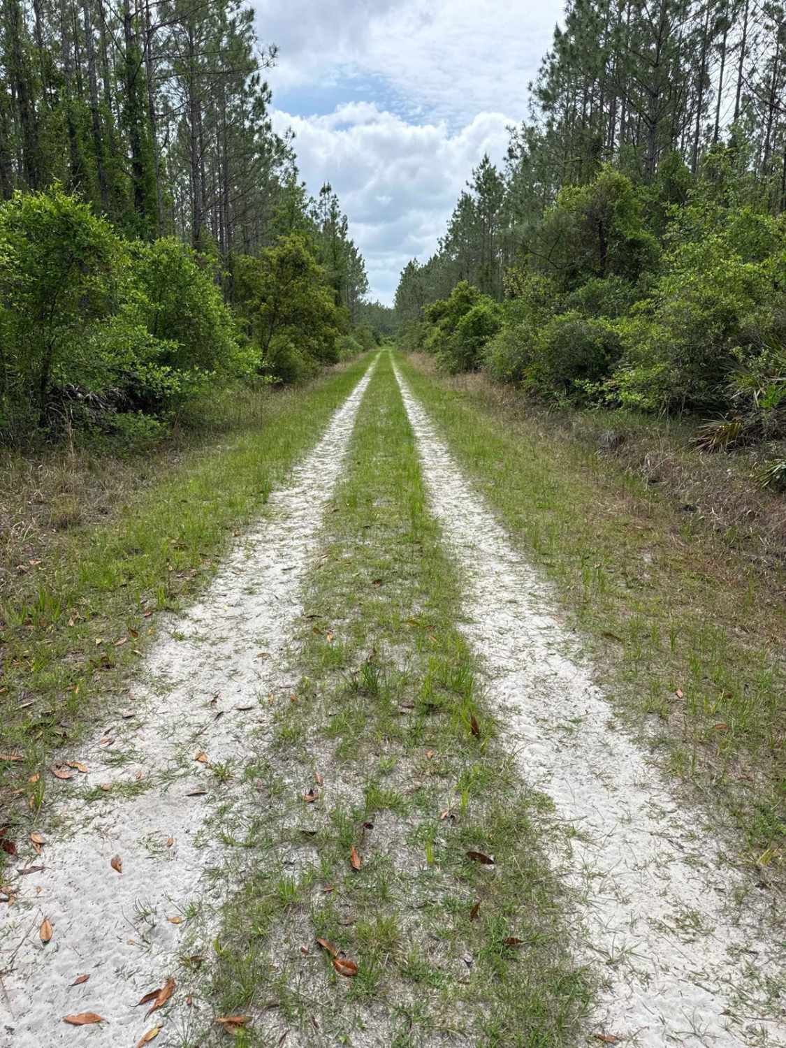 Mule Lot  - Osceola NF 279