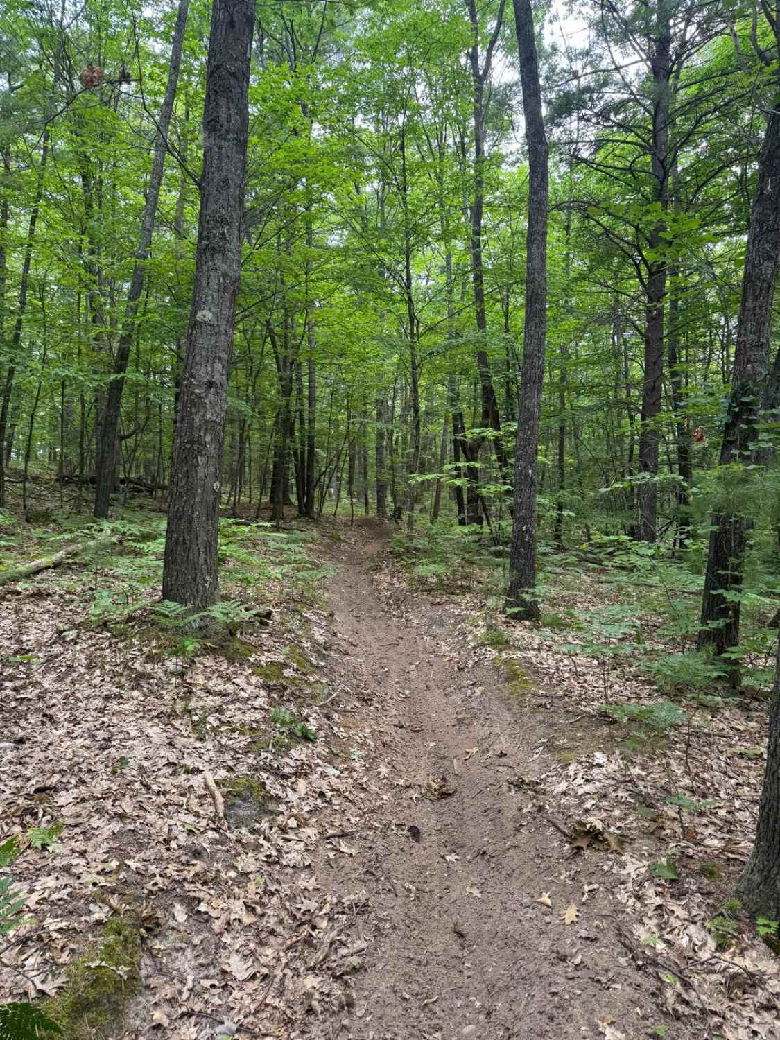 North Missaukee Central Singletrack