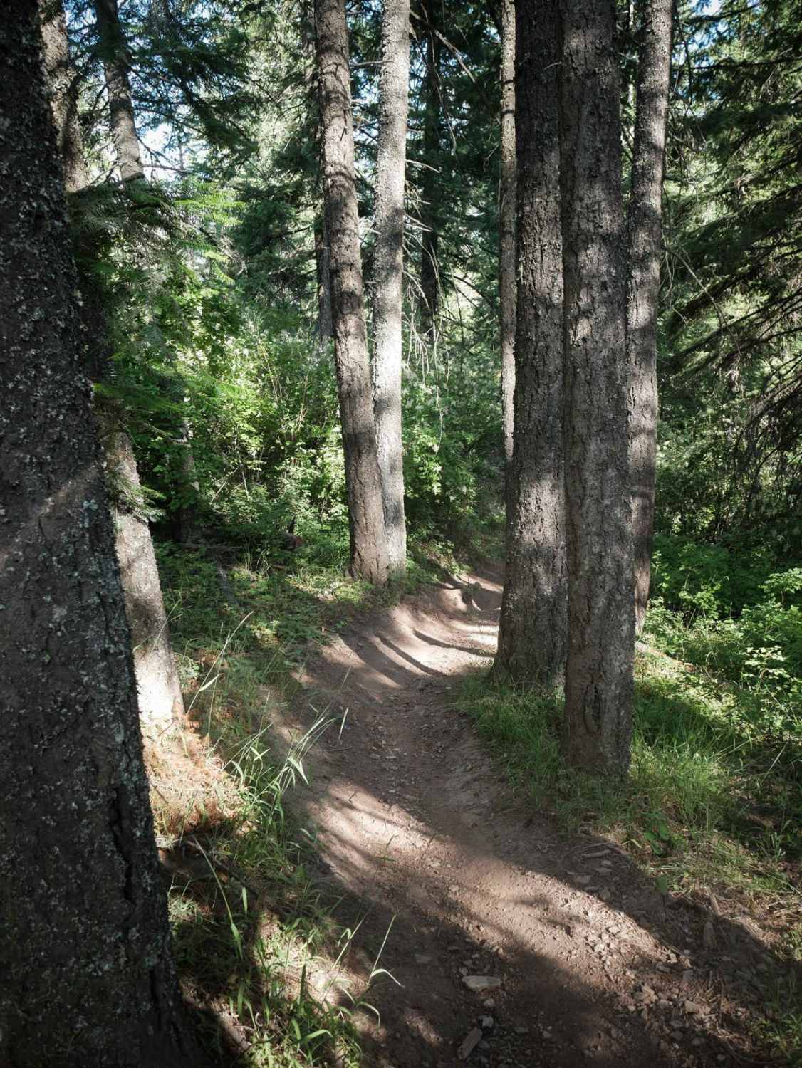 Canfield Mountain- Trail 9 
