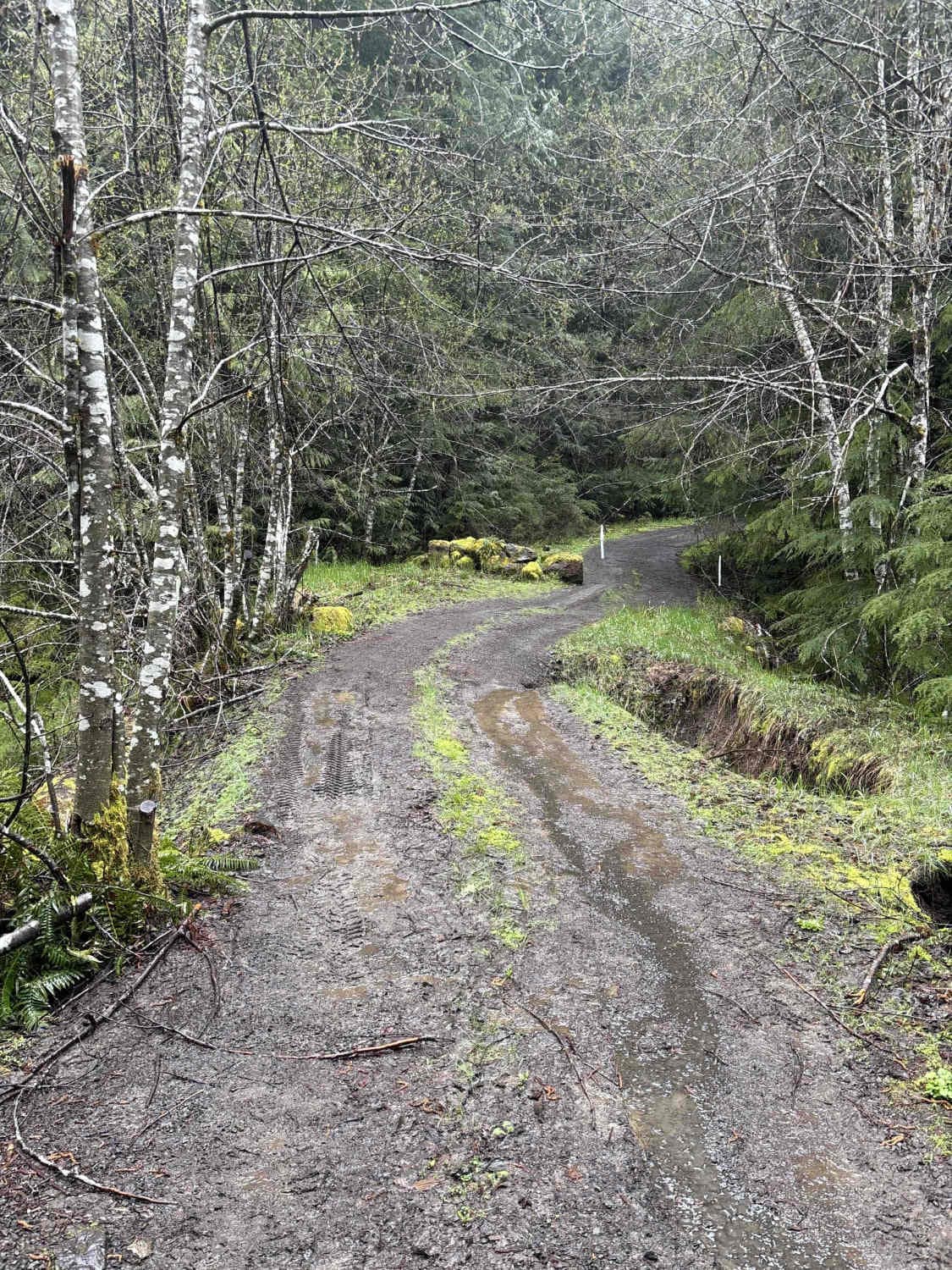 Wildcat/Nisqually Loop Trail
