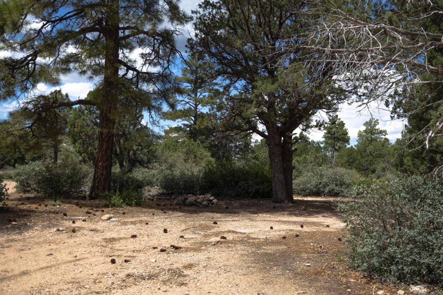 Sheridan Mountain - FS 705