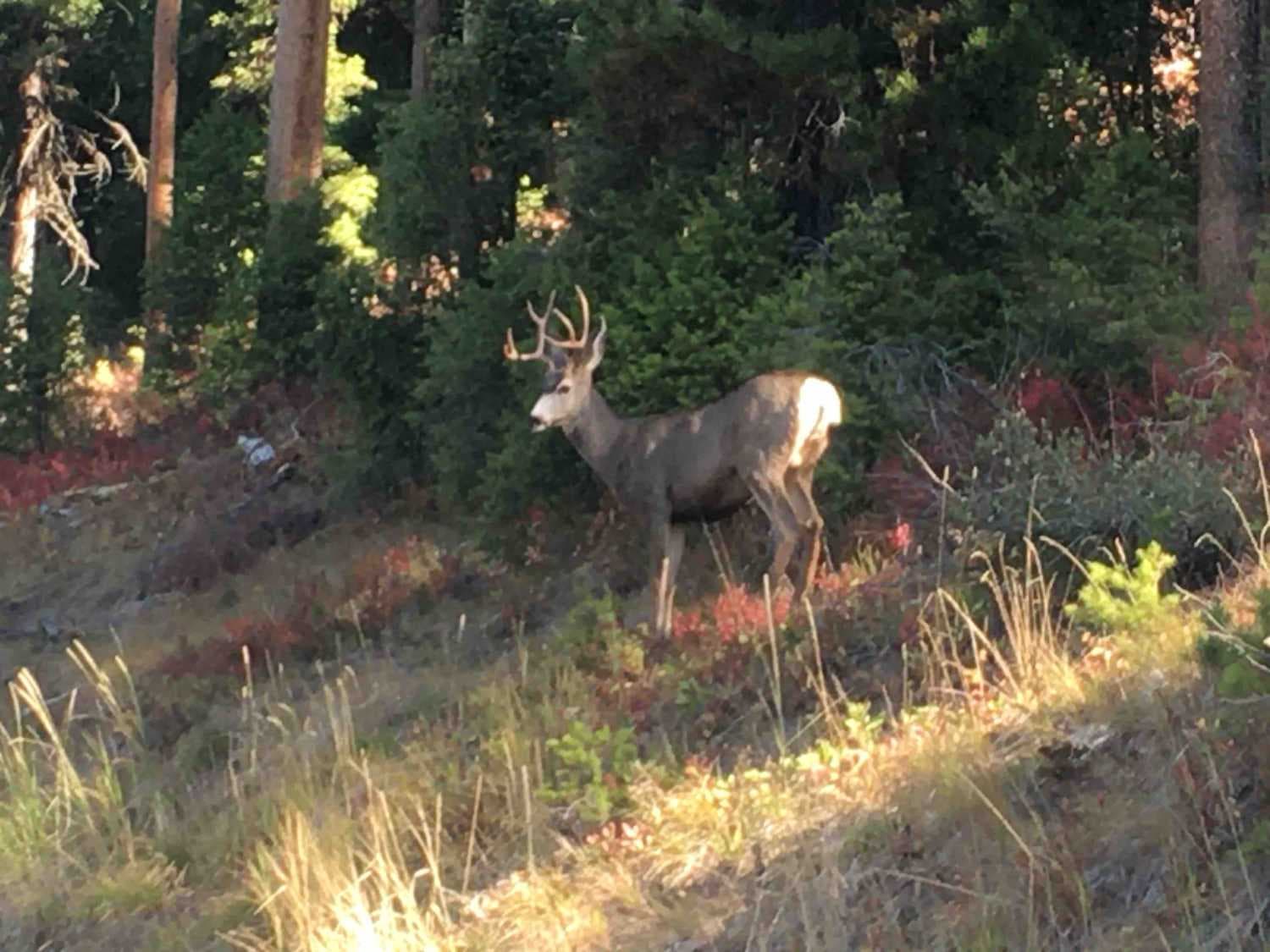 Tepee Creek Trail