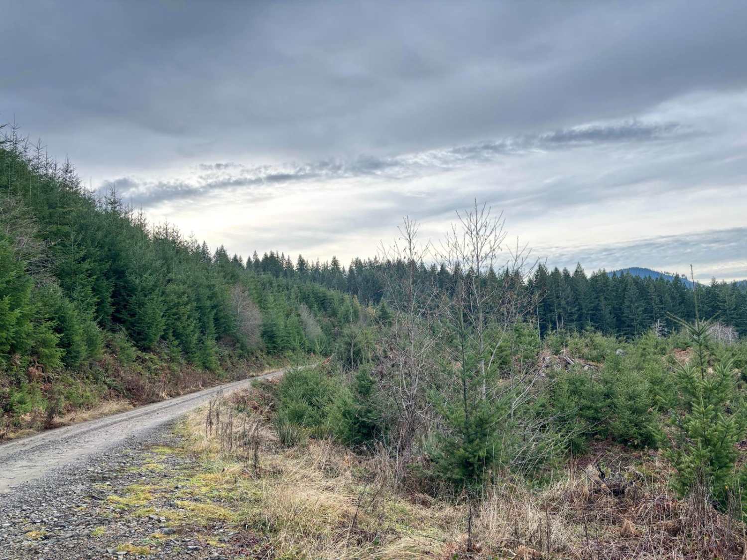 NoFo Road