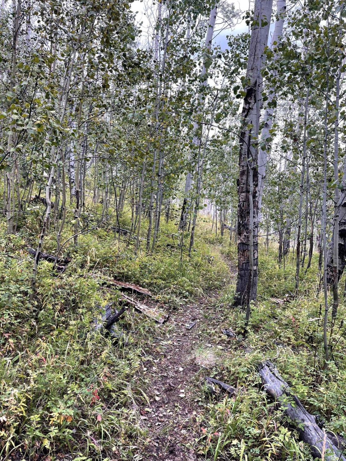 Willow Mine Trail 
