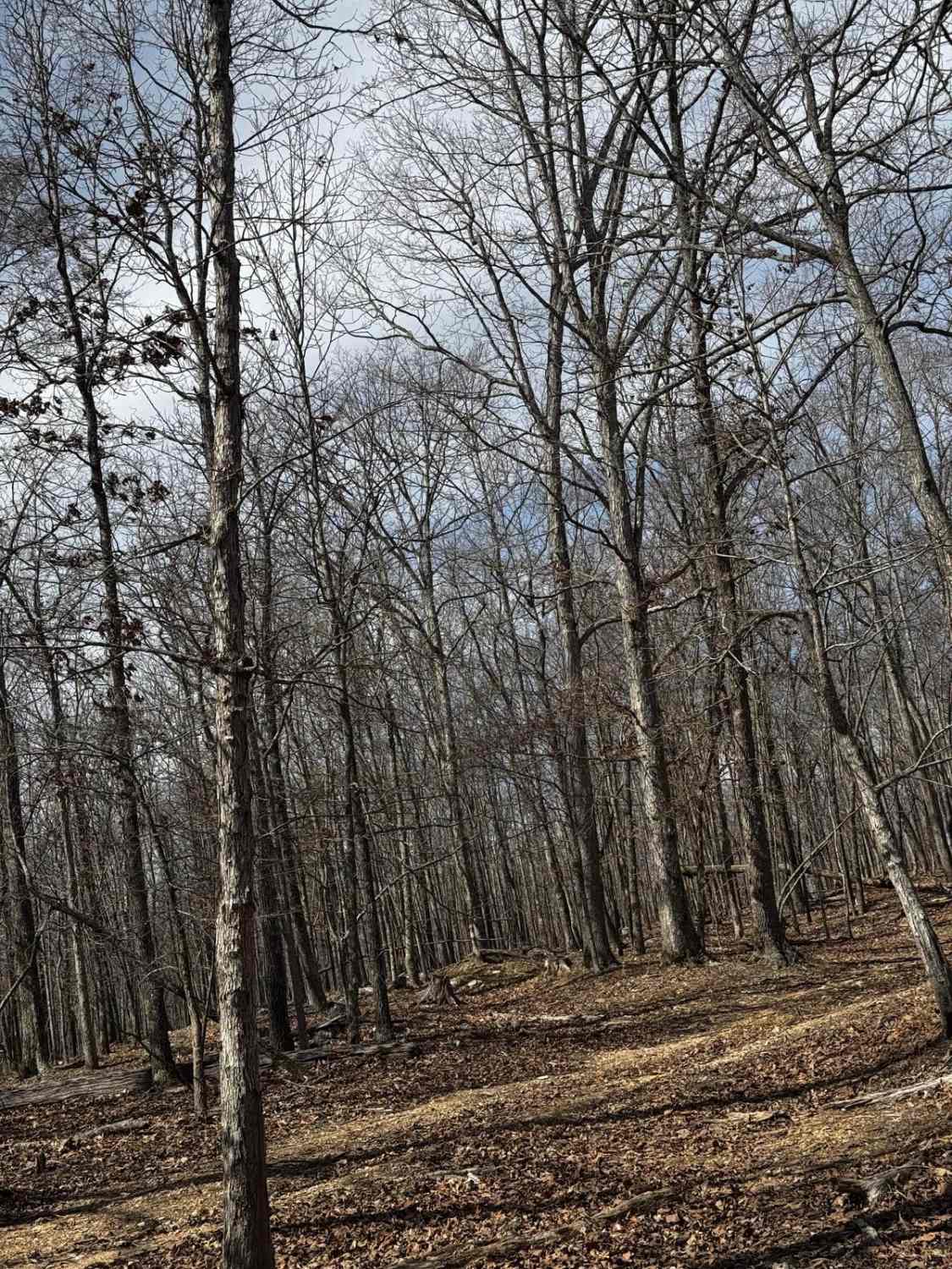 Hillside Trail 4