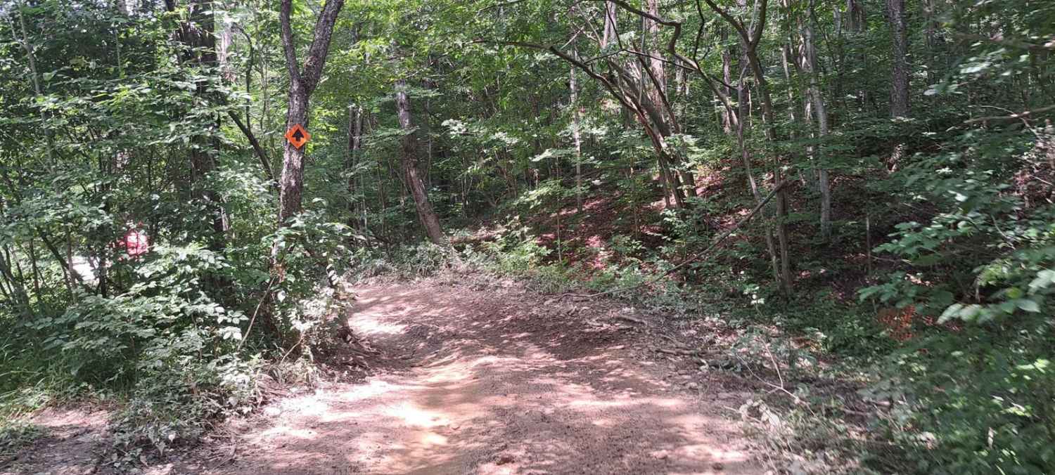 Bear Path 2