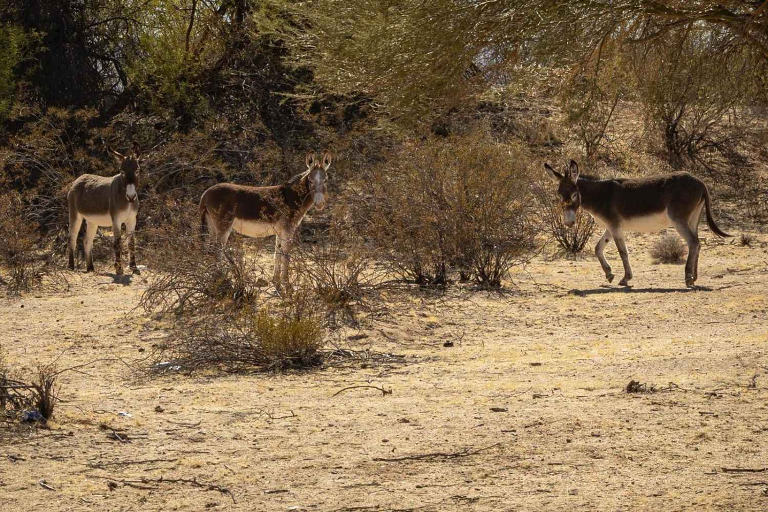 Tres Burros