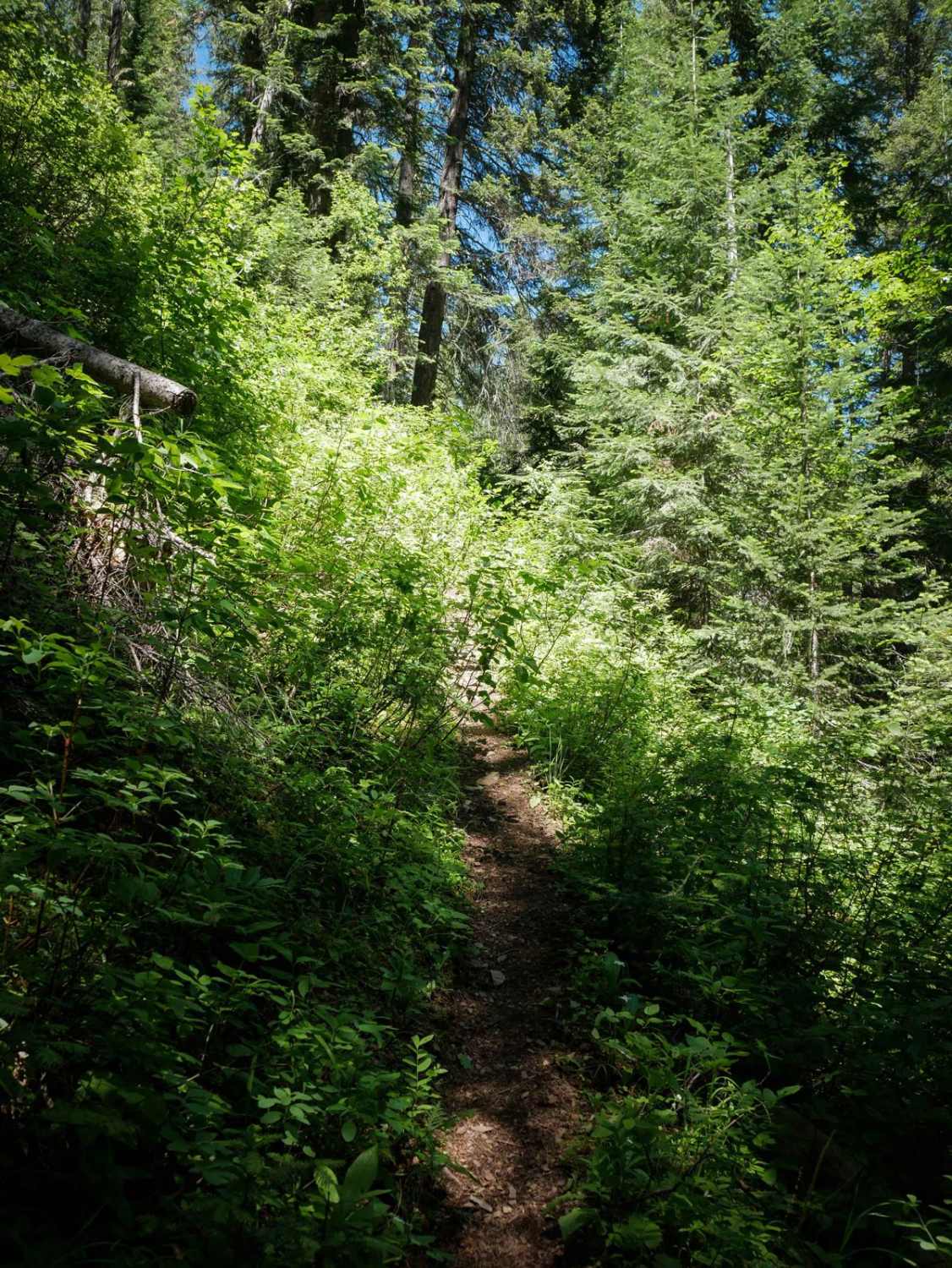 Bear Creek 